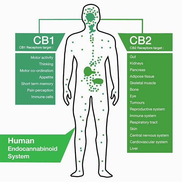 cbd helps endocannabinoid system