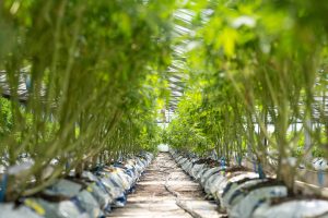 Cannabis or hemp plants growing in soil